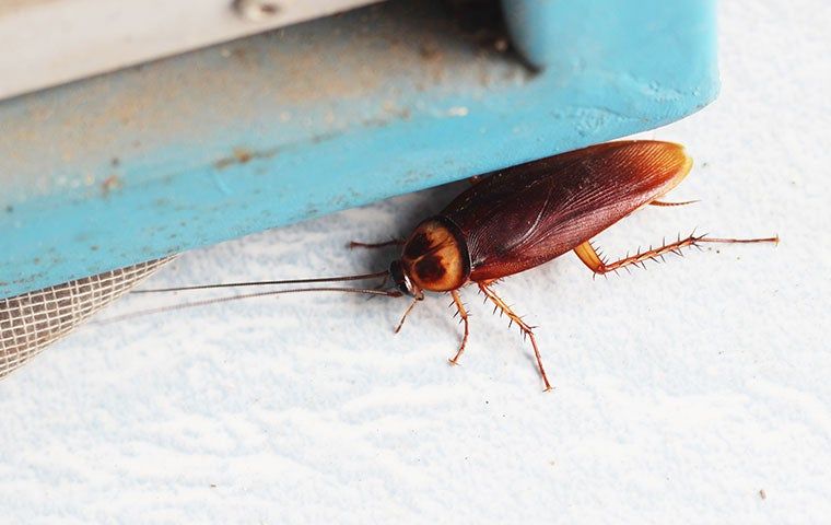 How To Get Rid Of Cockroaches A Comprehensive Guide For Denton Homeowners Mayco Pest And